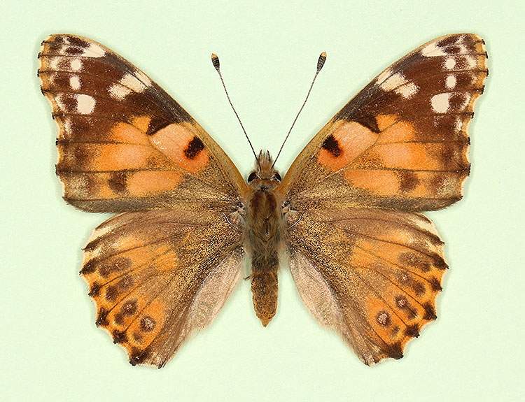 Vanessa cardui female (aberrant form cold shock 1) (Internet Image property of respective owner, non-commercial use only)